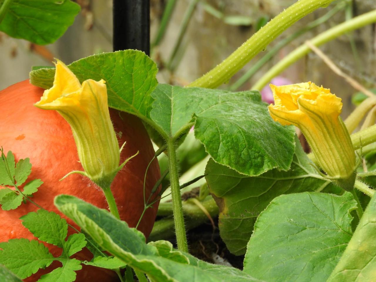 Le Jardin Des Erables Bed and Breakfast Saint-Marcel  Esterno foto